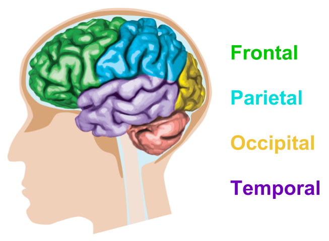 The lobes of the cerebrum